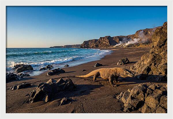 Asian Komodo Dragon By The Shore