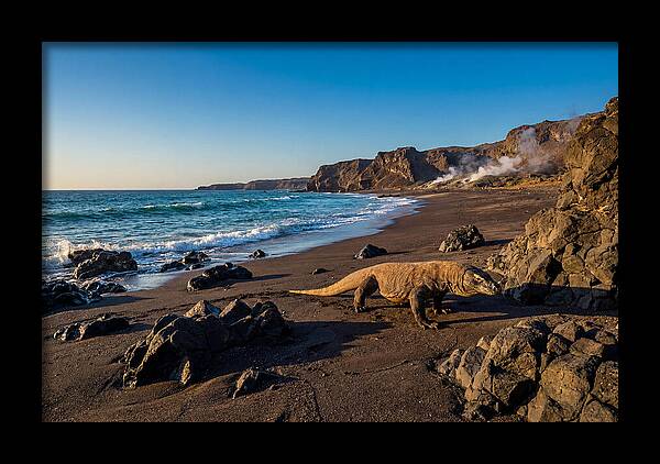 Asian Komodo Dragon By The Shore