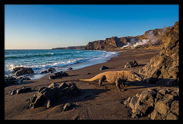 Asian Komodo Dragon By The Shore