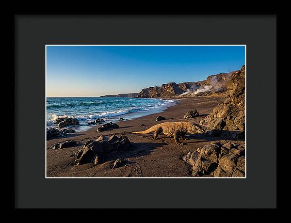 Asian Komodo Dragon By The Shore
