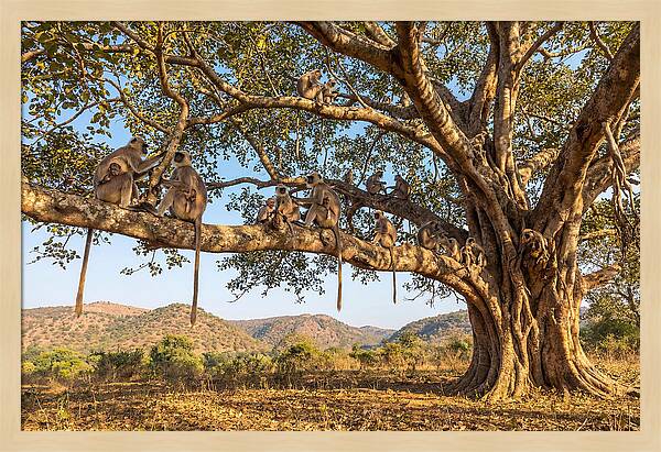 Asian Langur Family Gathering