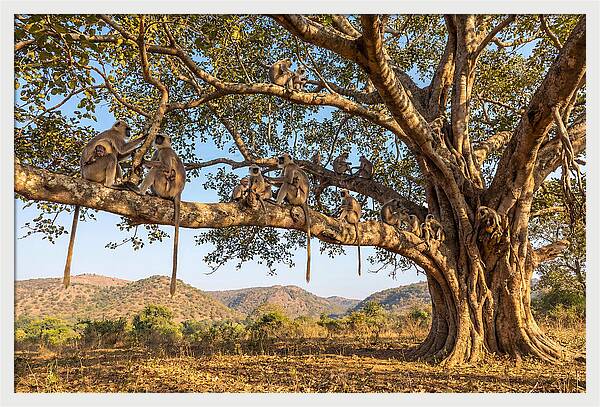 Asian Langur Family Gathering