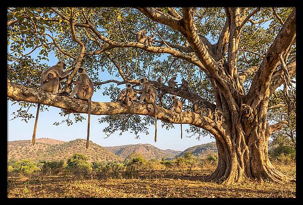 Asian Langur Family Gathering