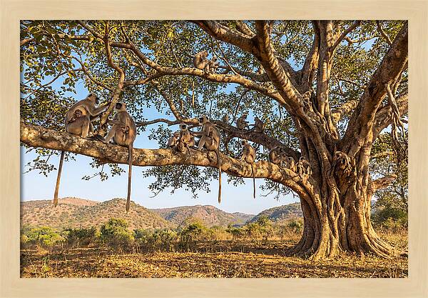 Asian Langur Family Gathering