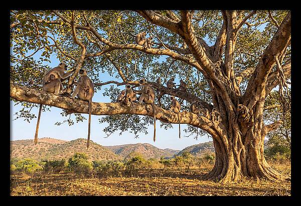 Asian Langur Family Gathering