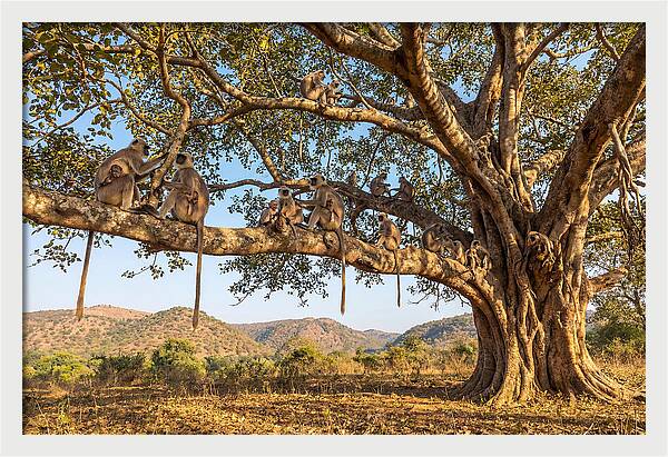 Asian Langur Family Gathering