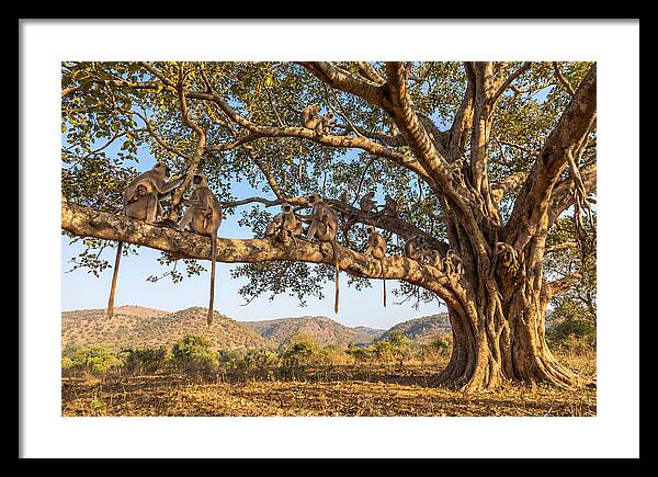 Asian Langur Family Gathering