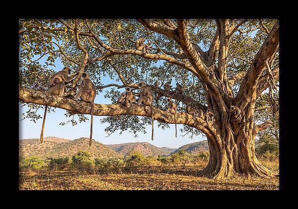 Asian Langur Family Gathering