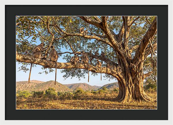 Asian Langur Family Gathering