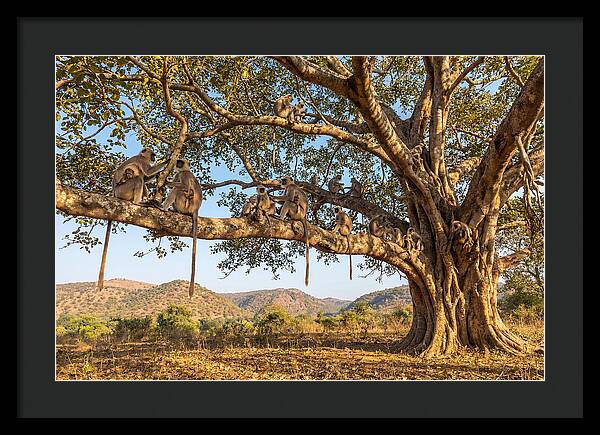 Asian Langur Family Gathering