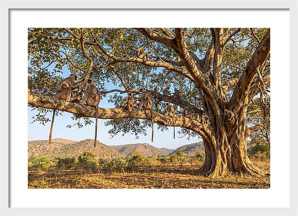 Asian Langur Family Gathering