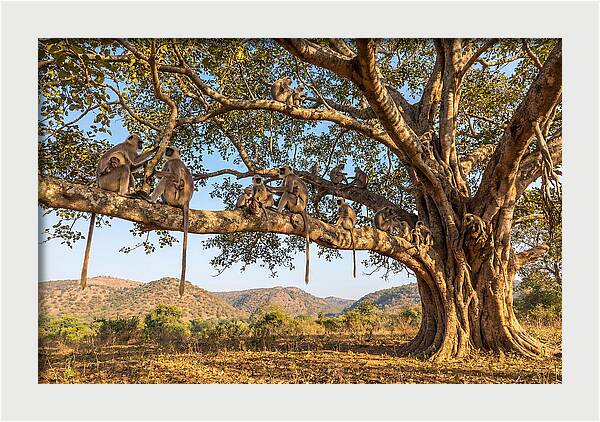 Asian Langur Family Gathering