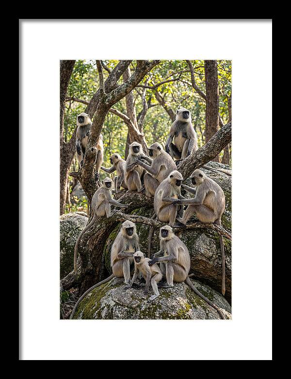 Asian Langur Troop Gathering