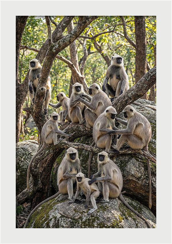 Asian Langur Troop Gathering