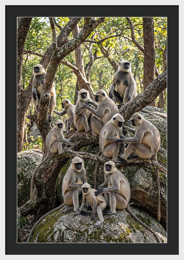 Asian Langur Troop Gathering