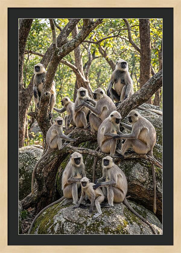 Asian Langur Troop Gathering