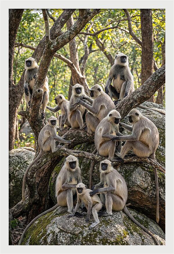 Asian Langur Troop Gathering