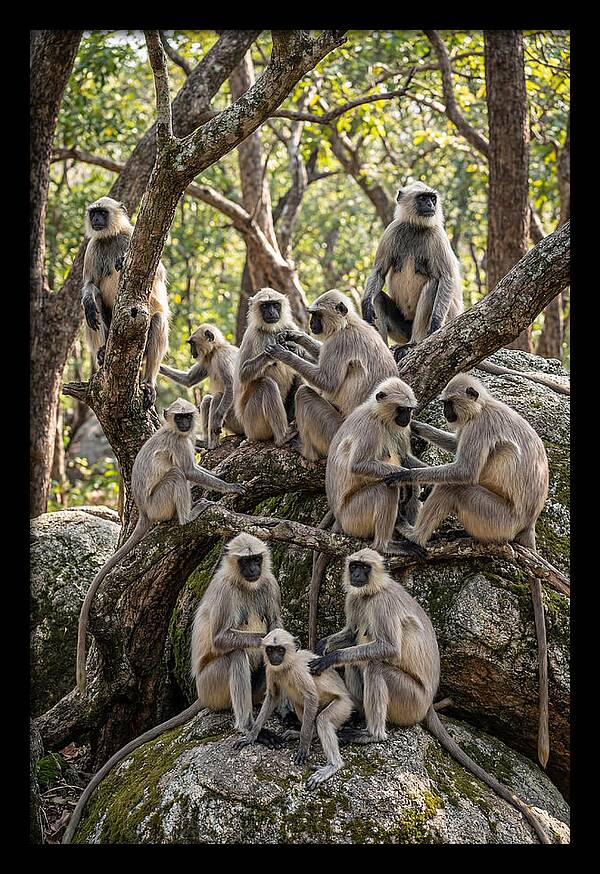 Asian Langur Troop Gathering