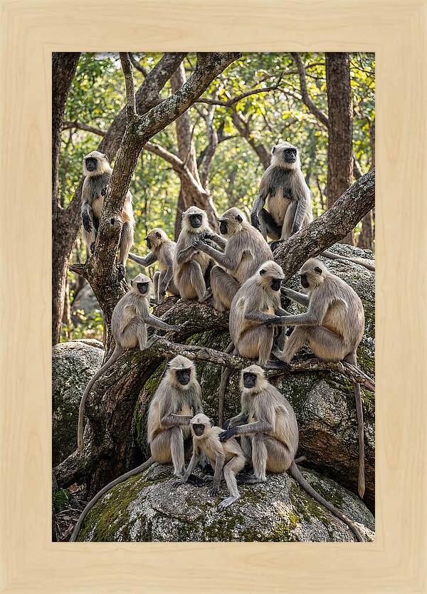Asian Langur Troop Gathering