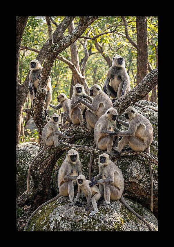 Asian Langur Troop Gathering