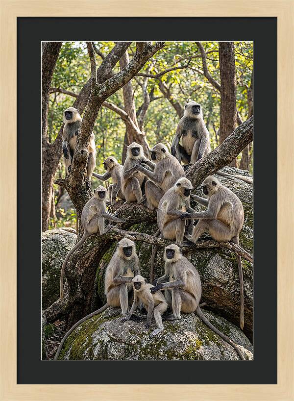 Asian Langur Troop Gathering