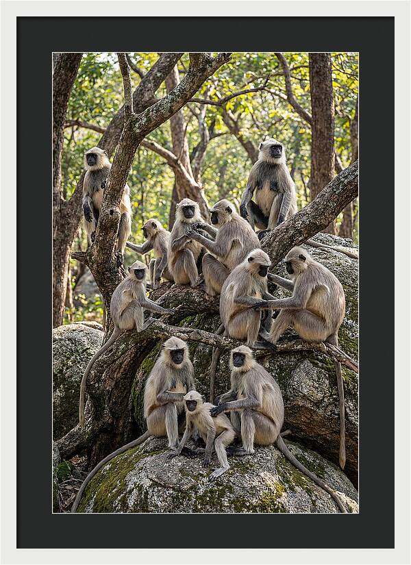 Asian Langur Troop Gathering