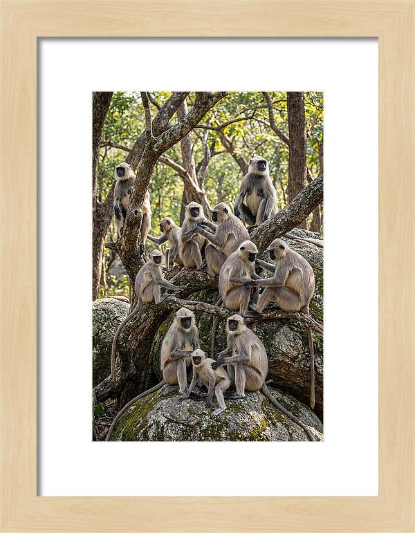 Asian Langur Troop Gathering