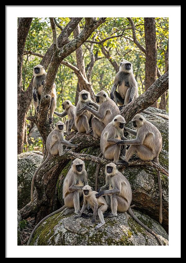 Asian Langur Troop Gathering