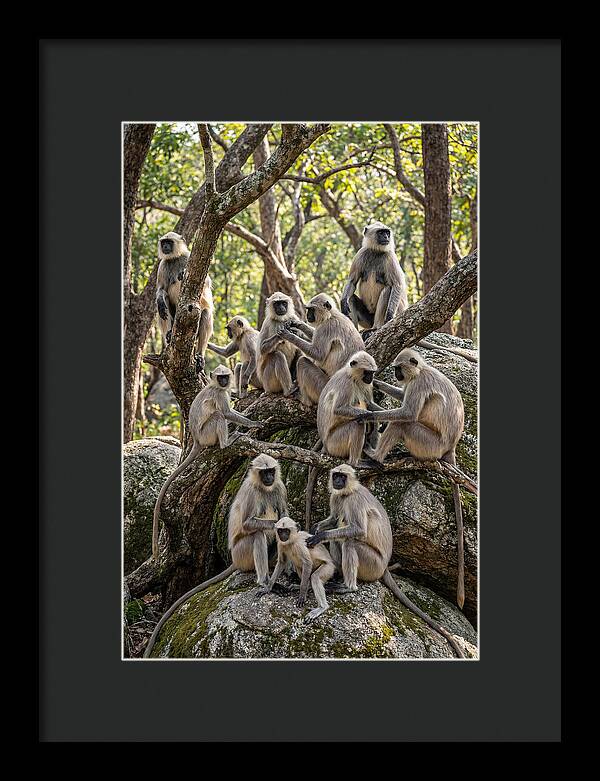 Asian Langur Troop Gathering