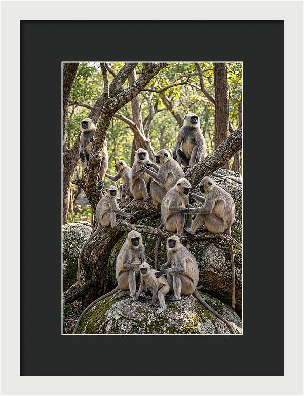Asian Langur Troop Gathering