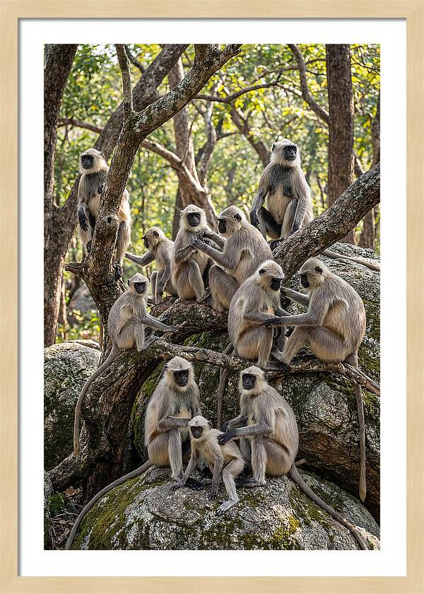 Asian Langur Troop Gathering
