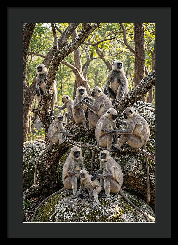 Asian Langur Troop Gathering