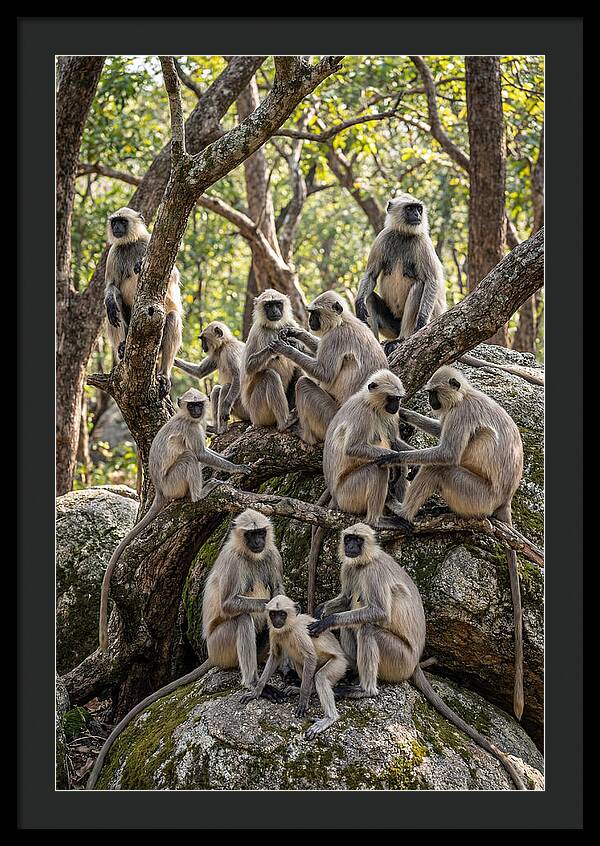 Asian Langur Troop Gathering