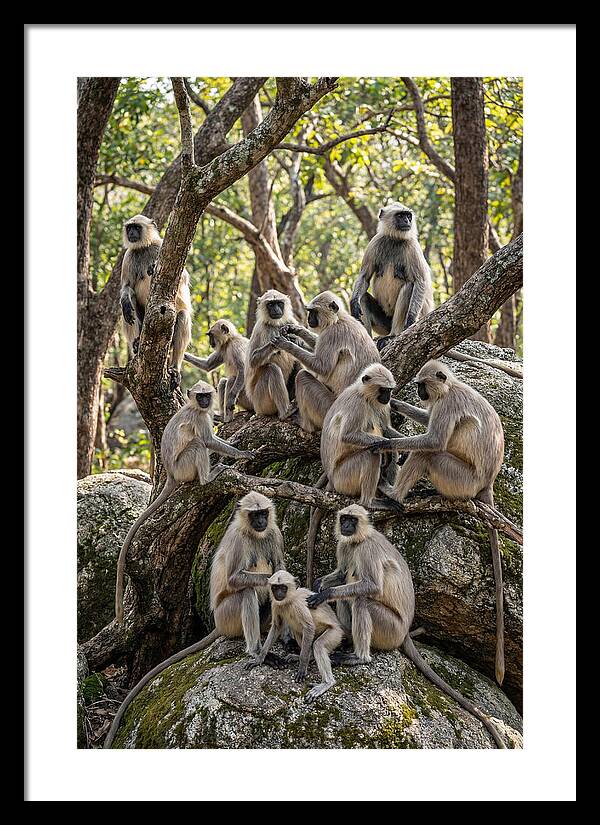 Asian Langur Troop Gathering
