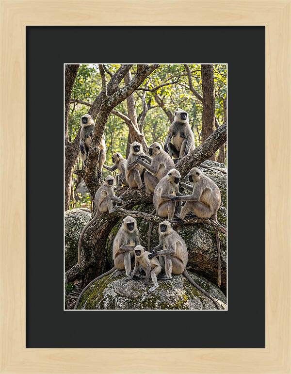 Asian Langur Troop Gathering