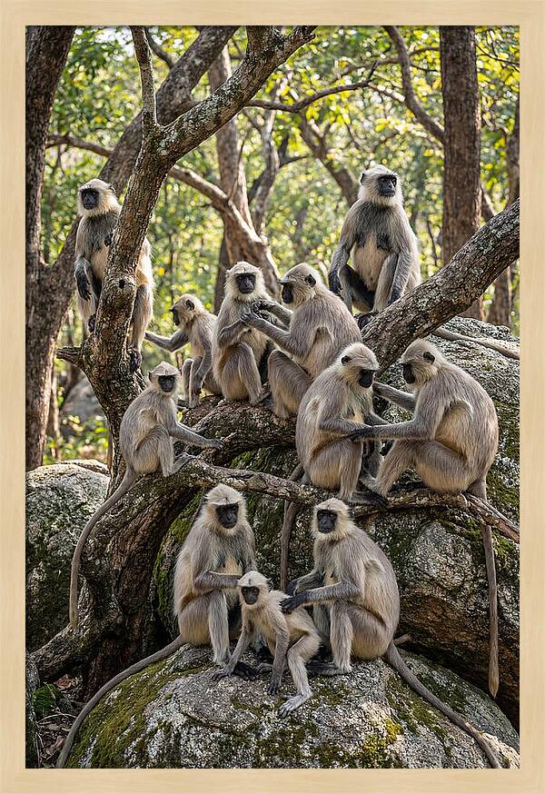 Asian Langur Troop Gathering