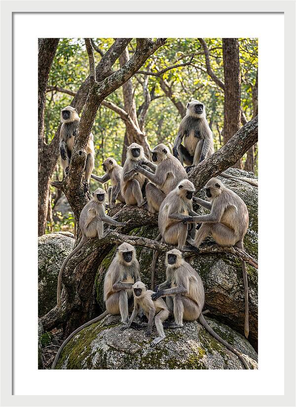 Asian Langur Troop Gathering