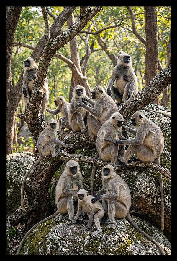 Asian Langur Troop Gathering