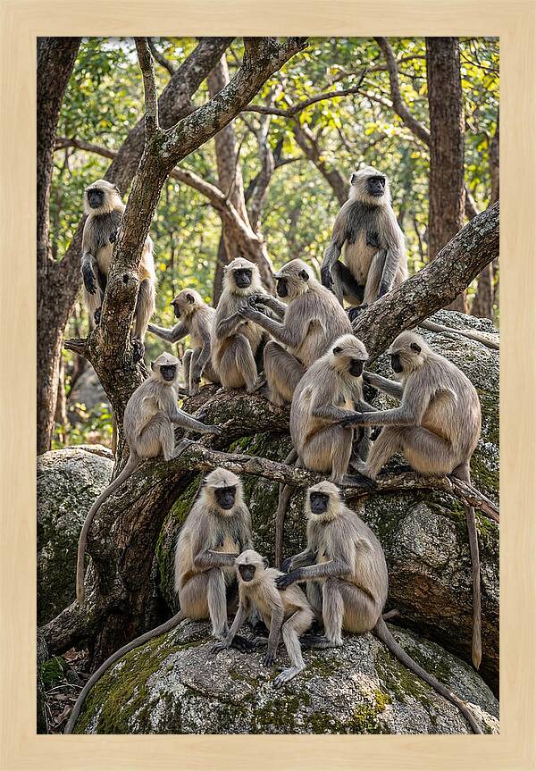 Asian Langur Troop Gathering