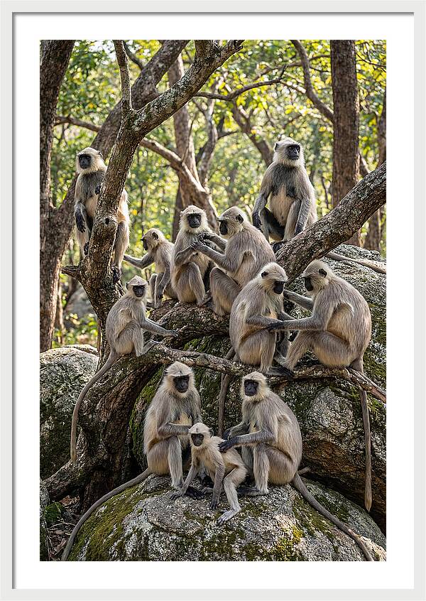 Asian Langur Troop Gathering