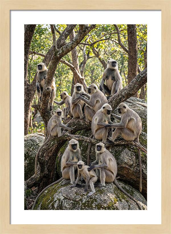 Asian Langur Troop Gathering