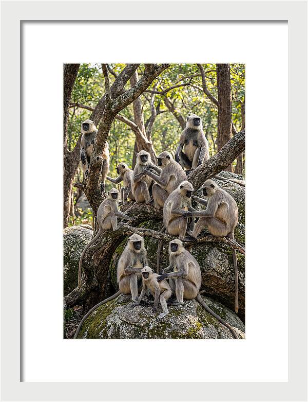Asian Langur Troop Gathering