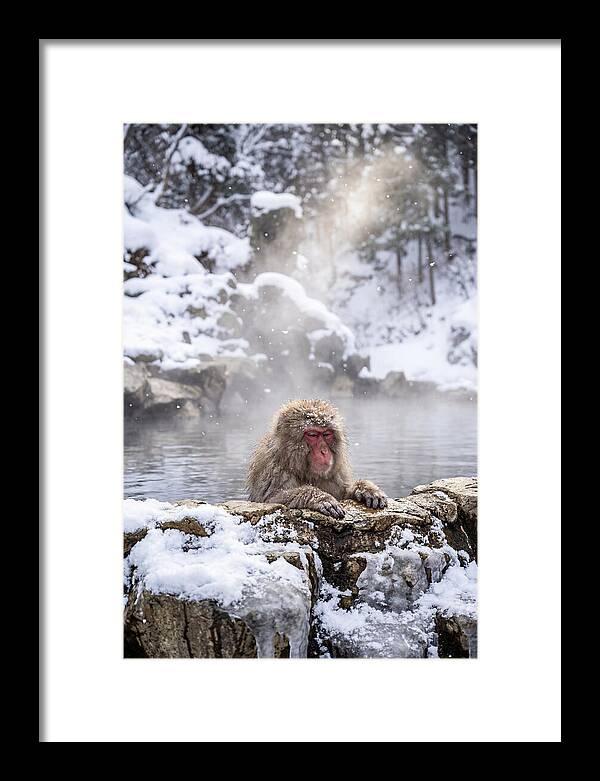 Asian Macaque In A Hot Spring