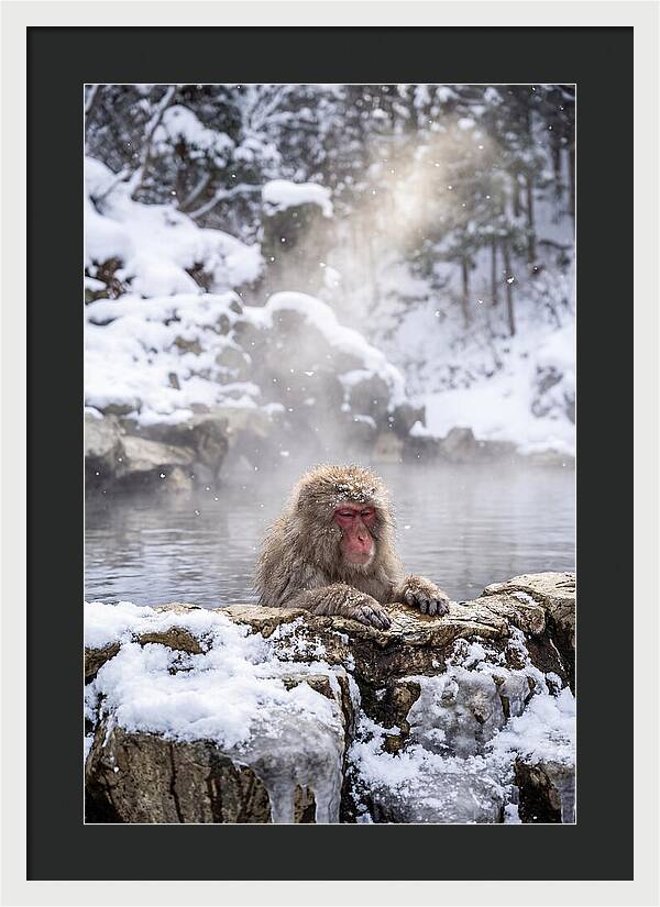 Asian Macaque In A Hot Spring