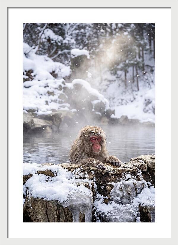 Asian Macaque In A Hot Spring