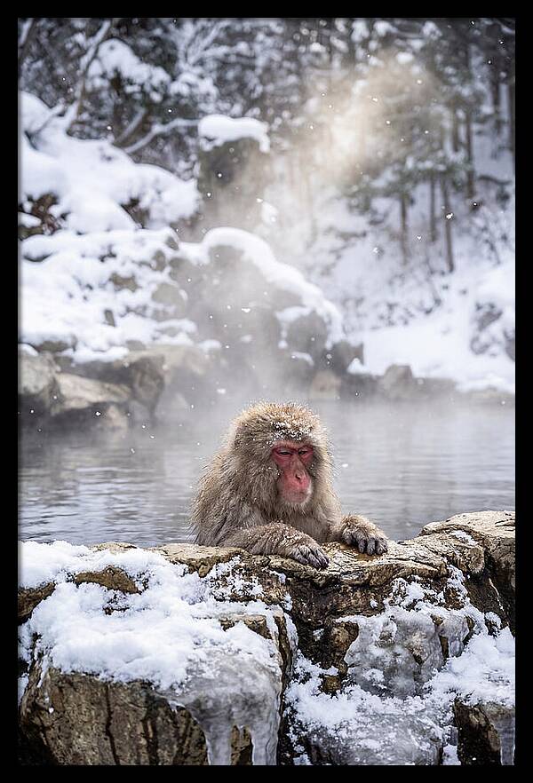 Asian Macaque In A Hot Spring