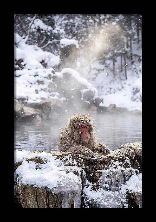 Asian Macaque In A Hot Spring