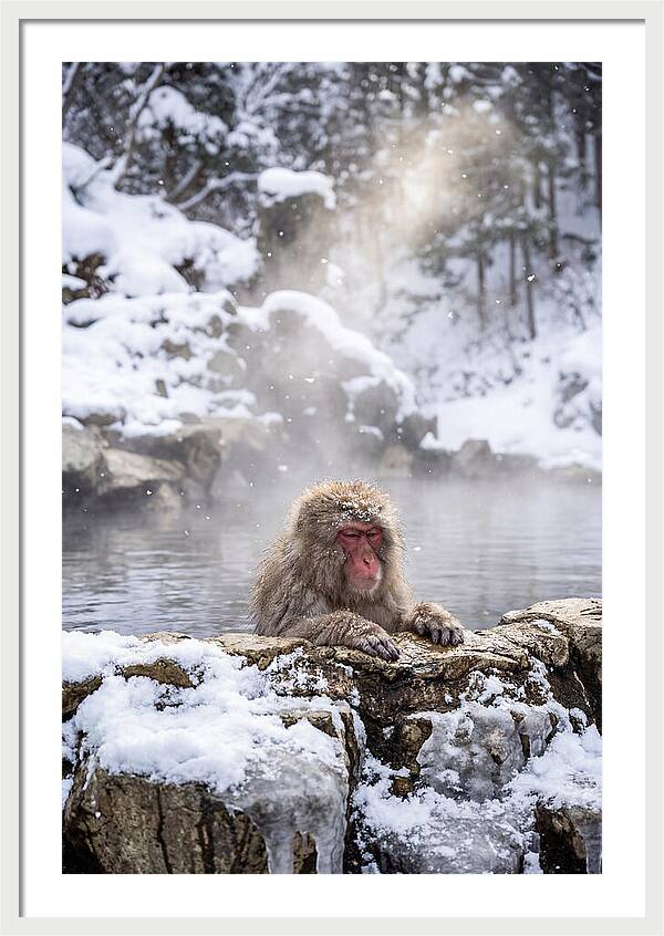 Asian Macaque In A Hot Spring