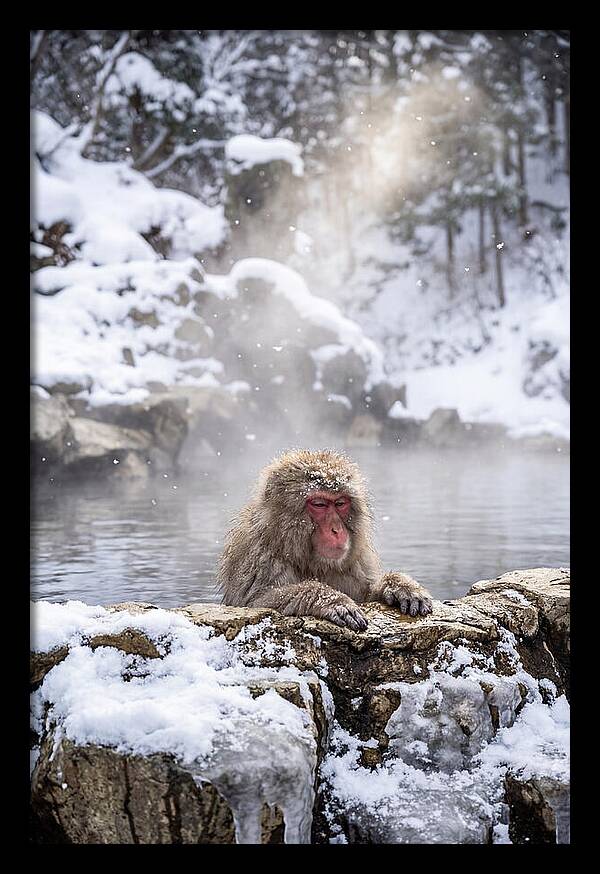 Asian Macaque In A Hot Spring