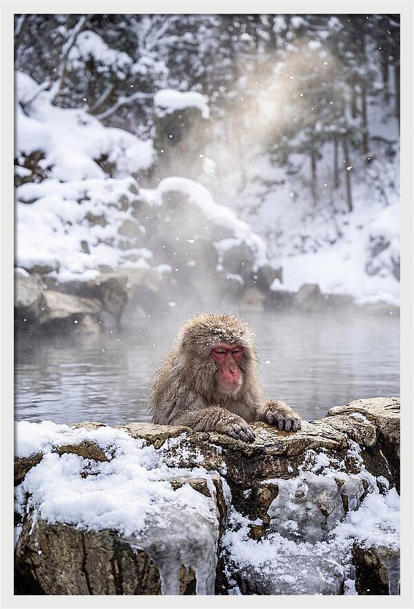 Asian Macaque In A Hot Spring